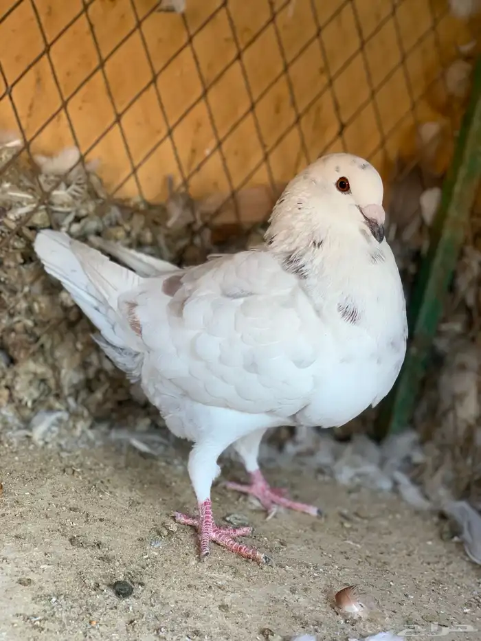 طبة كنق على هومر باقي له 4 ريشات 6