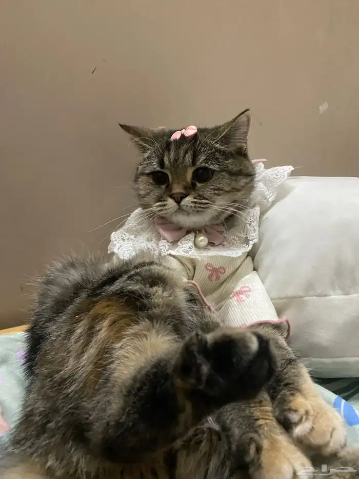 فندقة وحيوانات أليفه وقطط القصيم 6