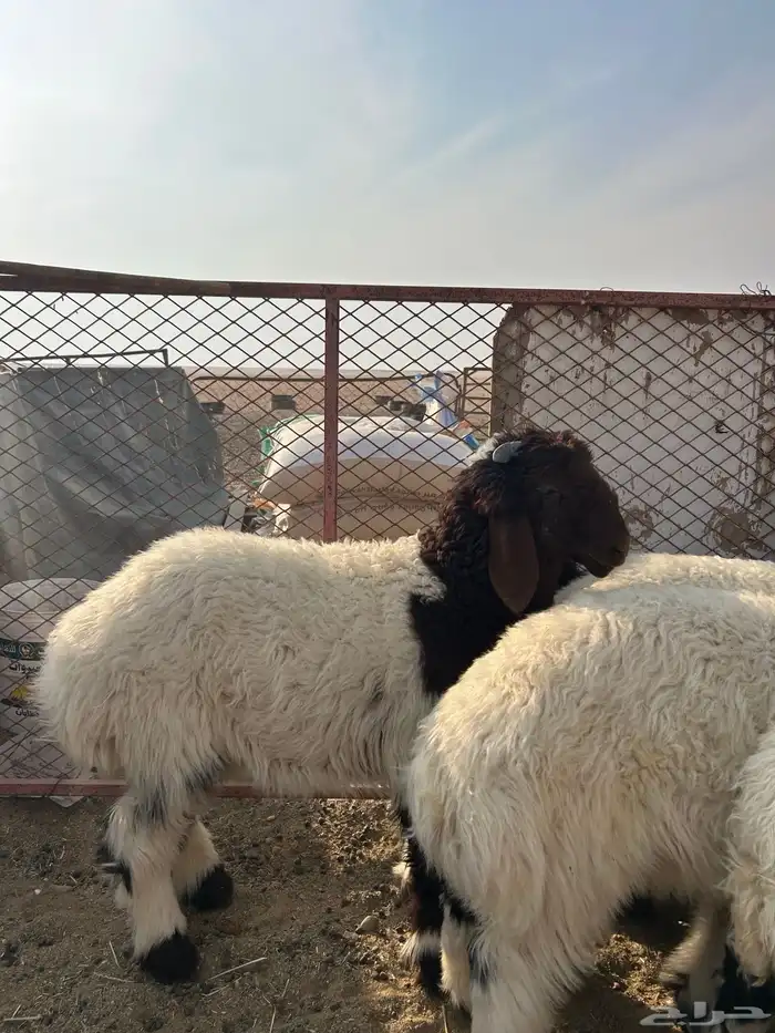 طليان هرافي للبيع 2