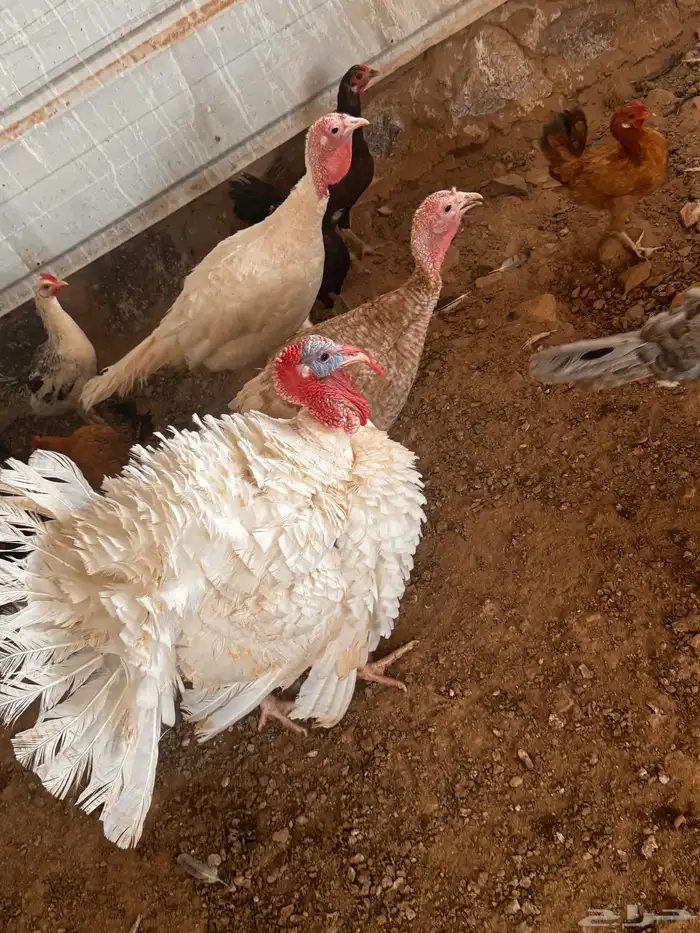 رومي و وز ودجاج بلدي 4