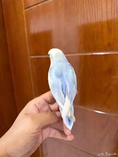 روز تربيه index