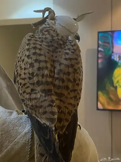 باشق وحش للبيع index