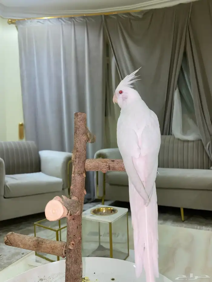 كروان اليف جدا 3