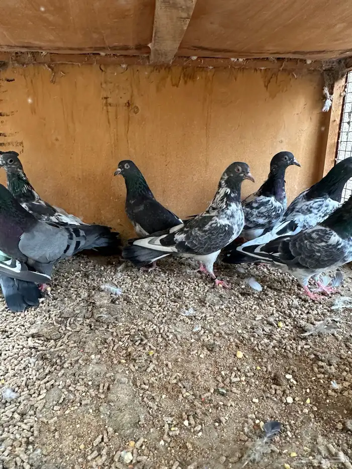 حمام باكستاني 2