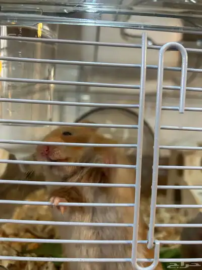 Syrian hamster index