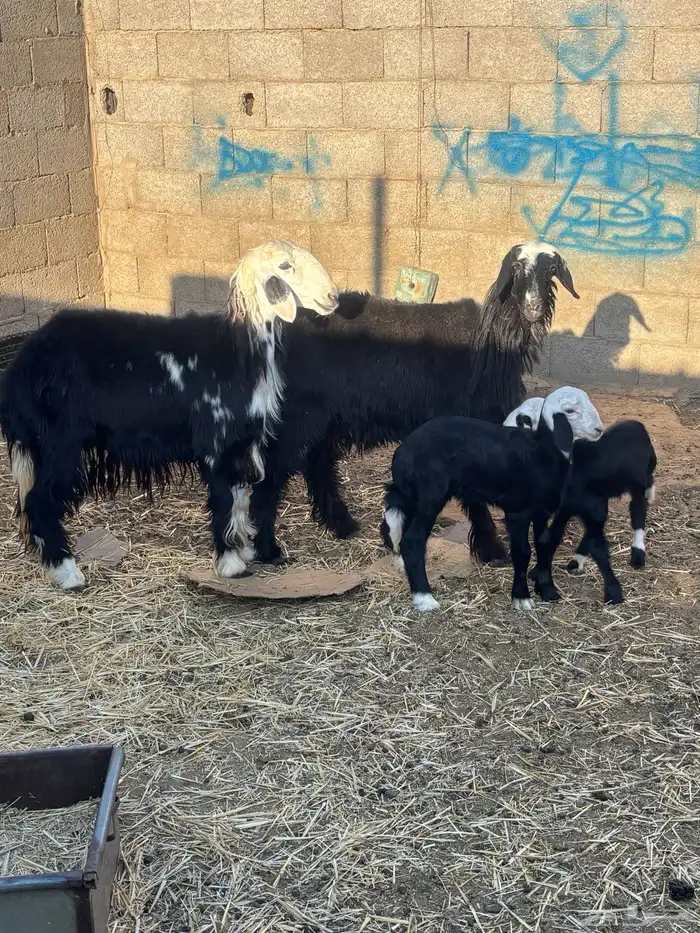 للبيع رخال نجادا مواليد 2