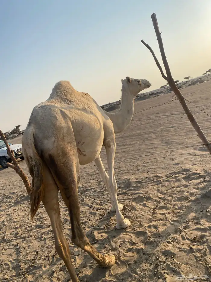 بنت ولد حبيب ملاقي على الساحل منتج 8