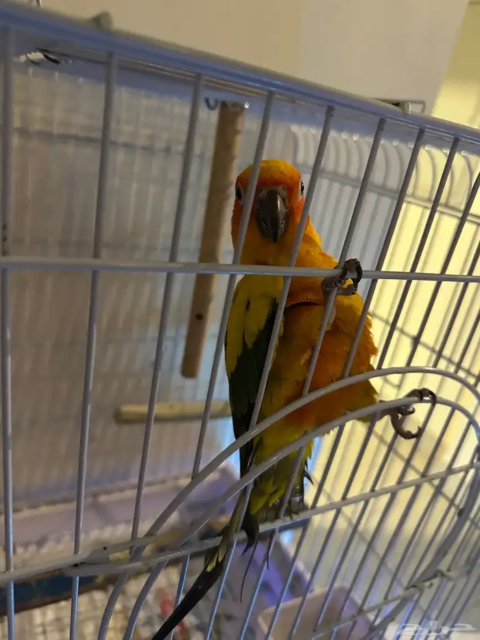 ببغاء صنكنيور 1