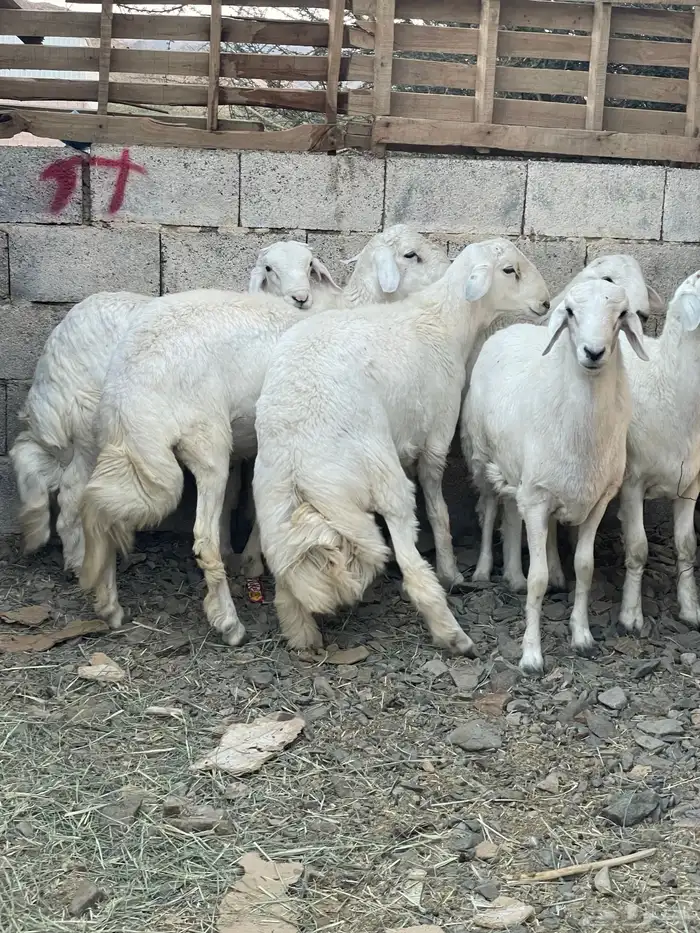 خرفان مناسبات ومبادي فوق الكفوو 2