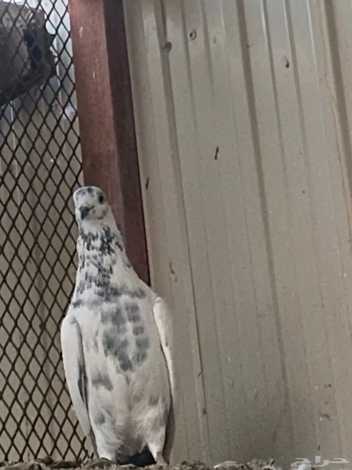 السلام عليكم اعرض لكم زوج باكستاني وعلى السوم الموقع مليجه 1