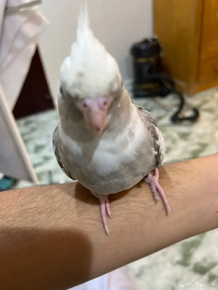 كروان هولندي ذكر 2