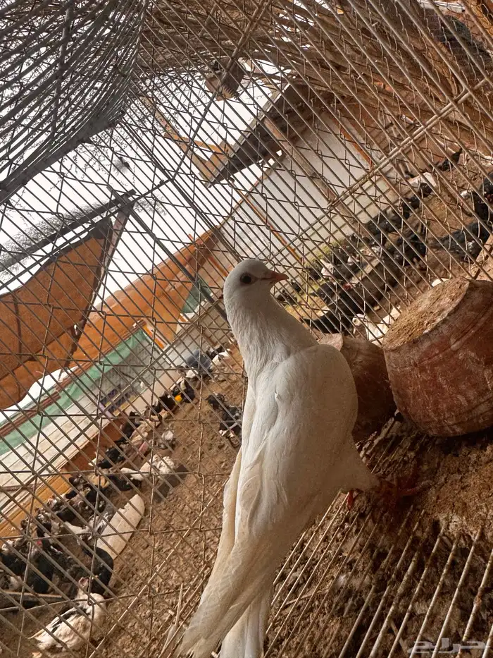 انثي قطيفي غرانق معقده صندقه 0