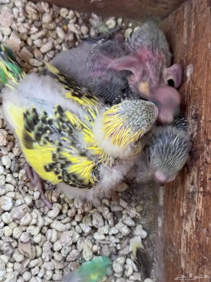 أجواز بادجي هولندي((( بفروخها ))) 8