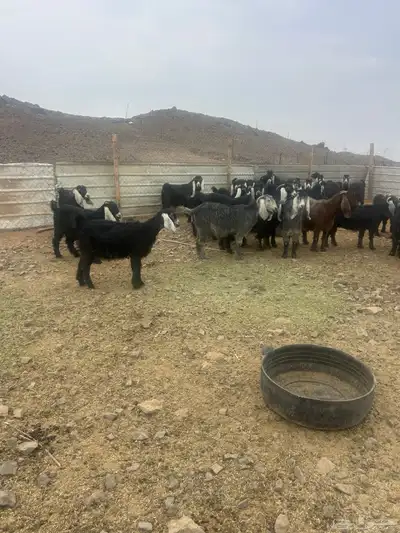 معزا للبيع index