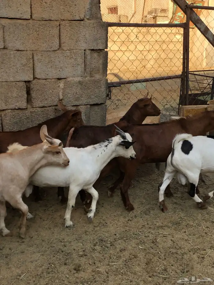 تيوس نظيفه مشروطه من كل عذروب 13