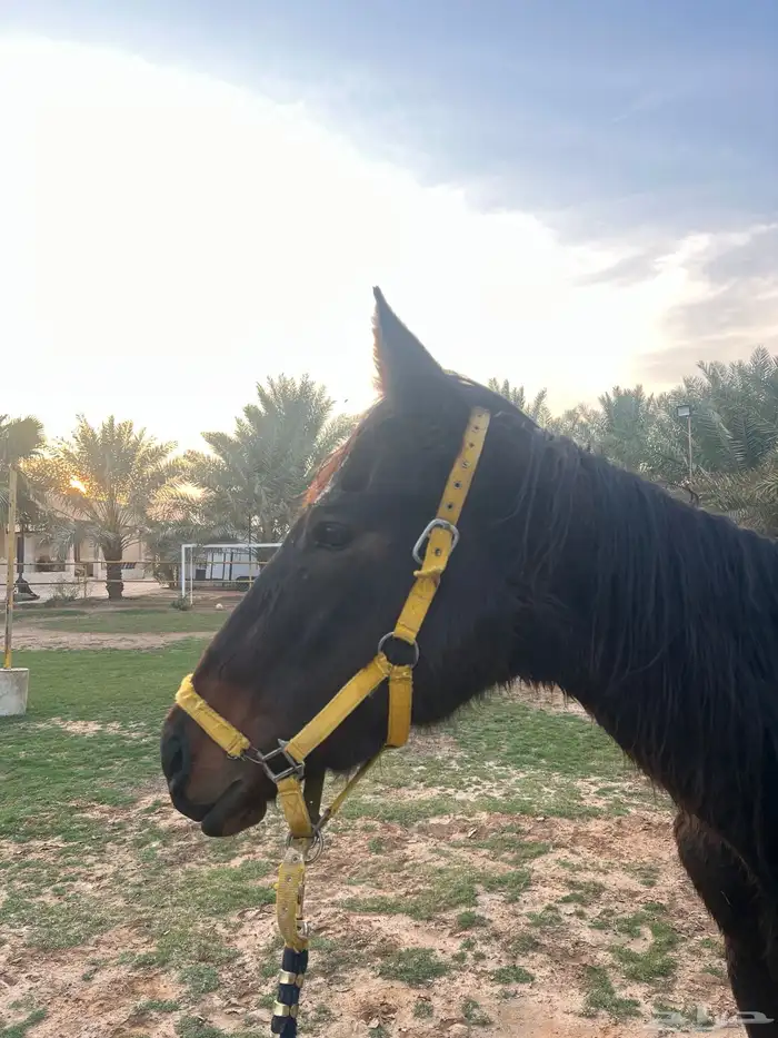 فرس انقليزيه 0