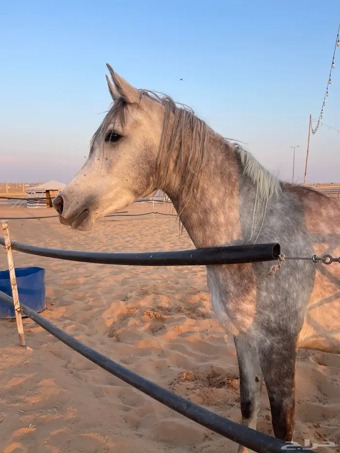 فرس شعبيه تنافس الواهو ماشاء الله تبارك الله 0