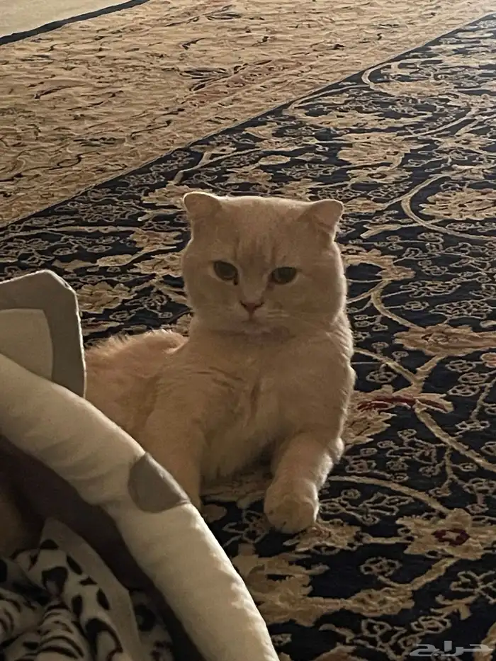 قط ذكر طالب تزاوج 3