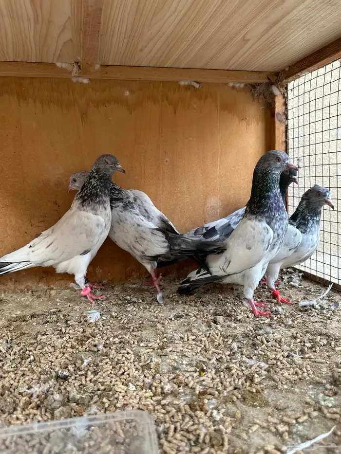 حمام باكستاني 15