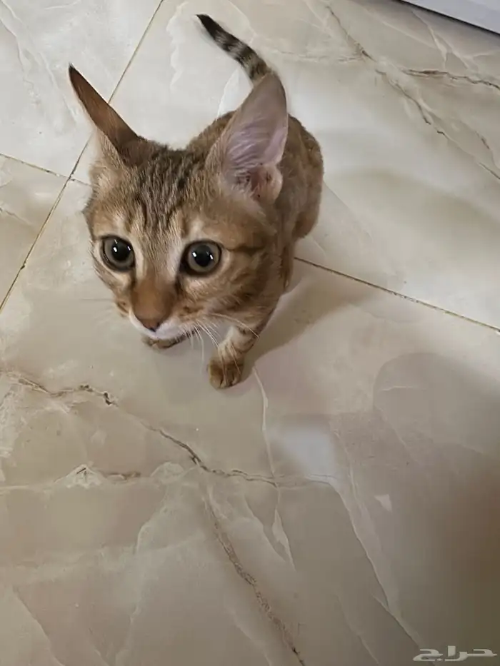 قطة بلدية للتبني 0