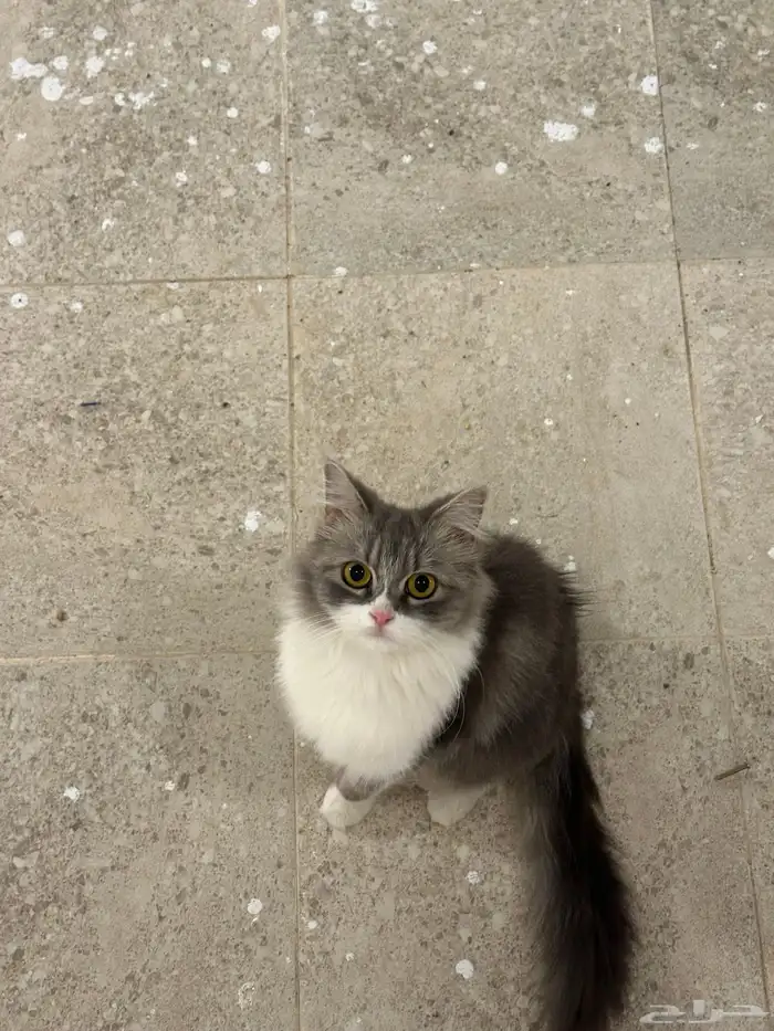 قطة للتبني انثى 6