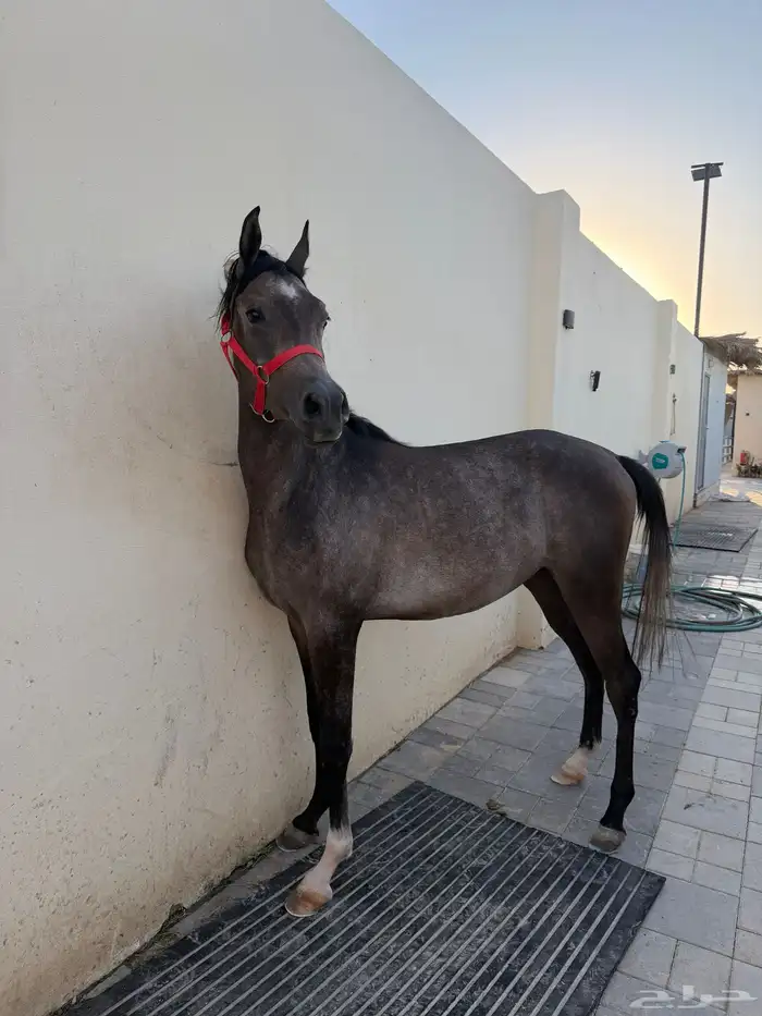 حصان واهو مهر 0