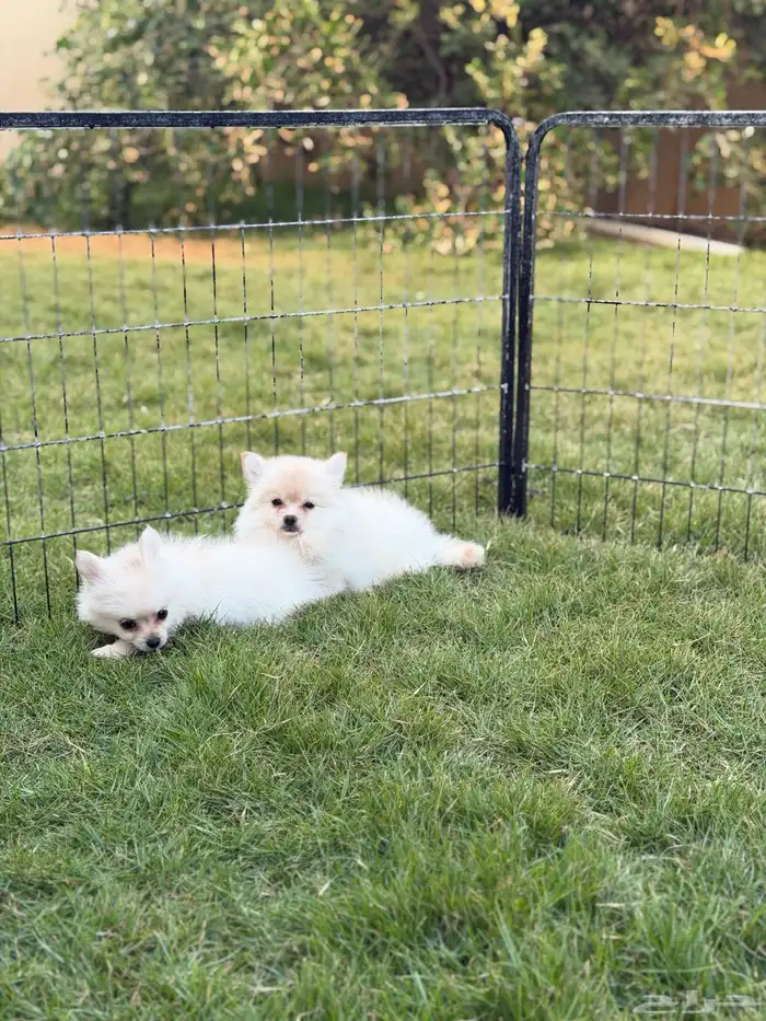 جراء بومرينيان سبيتز 14