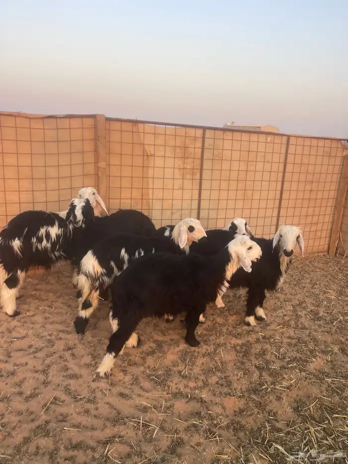 خرفان نجد تم البيع الله يبارك له 0