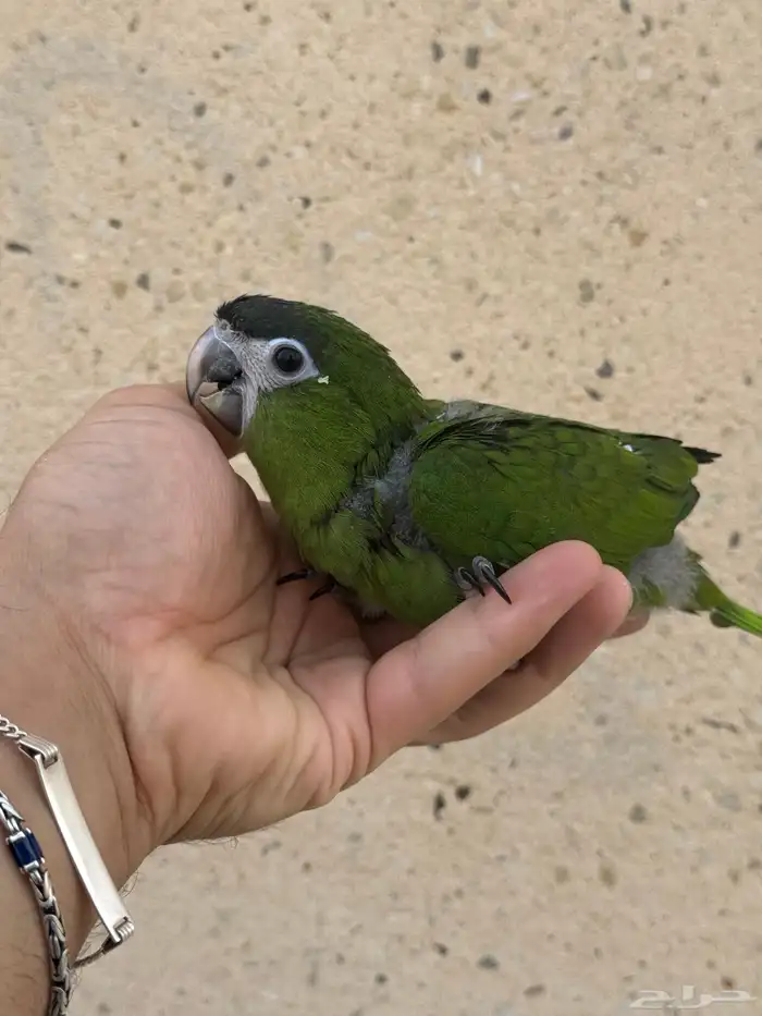 فروخ هانز مكاو - المكاو القزم 1