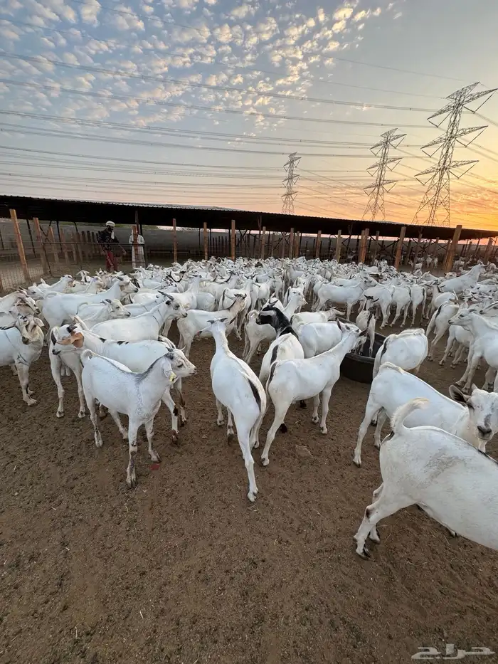 تيوس مربى شبية البيشي 0