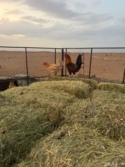 دجاج البيع عدد6 3 ديوك 3 دججات فيه ددجتين مفقصه index