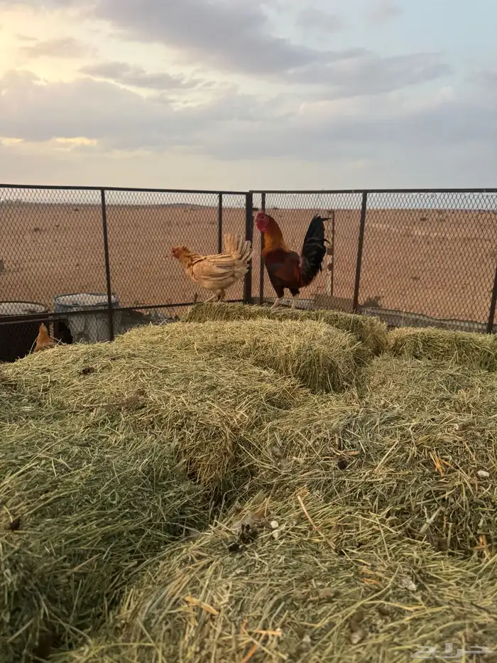 دجاج البيع عدد6 3 ديوك 3 دججات فيه ددجتين مفقصه 0