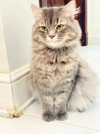 قط ذكر هجين شيرازي و سكوتش للتبني index