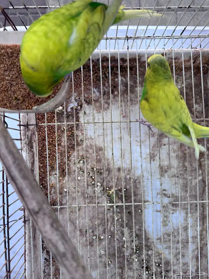 أجواز بادجي هولندي((( بفروخها ))) 0