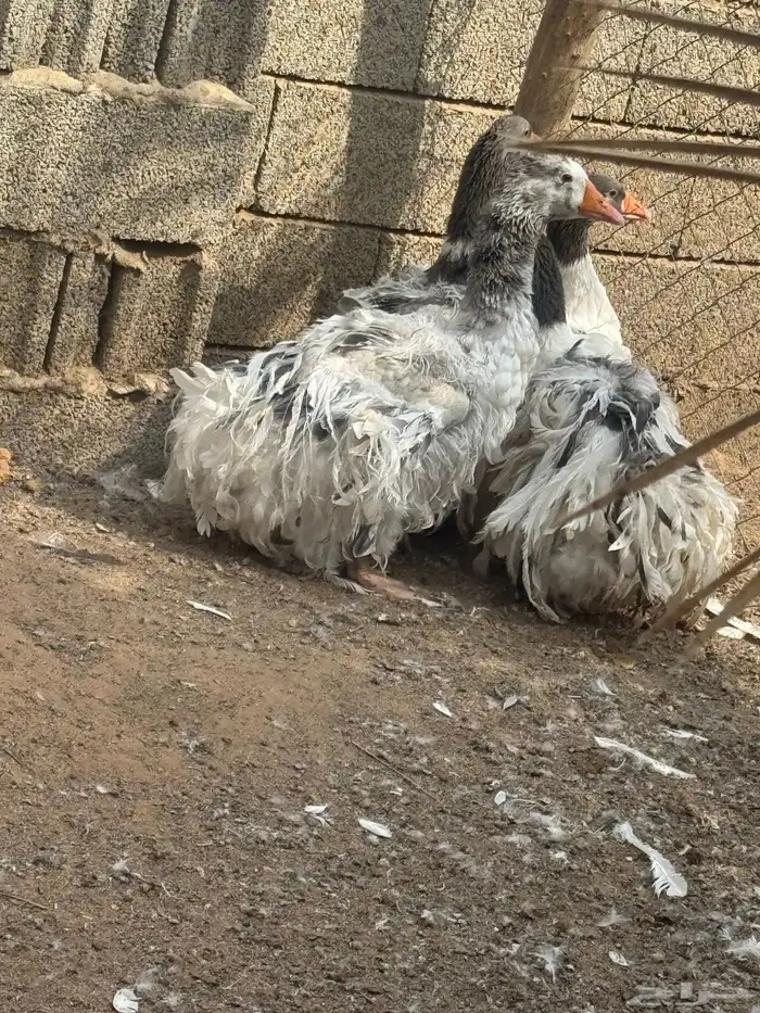 وز مفتل للبيع 3