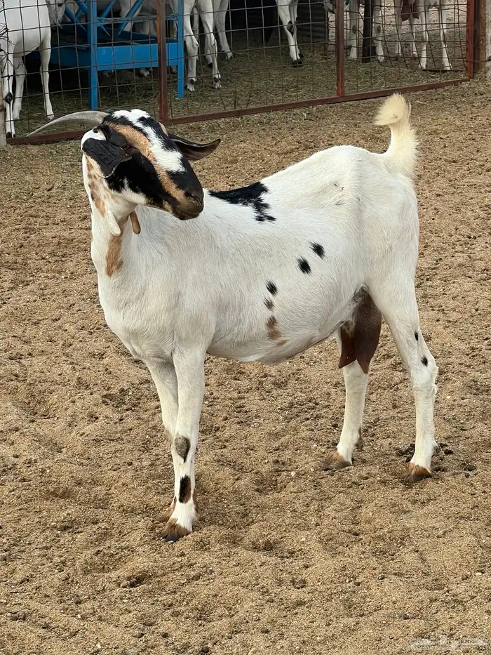 عنزبيشيه صنف 1