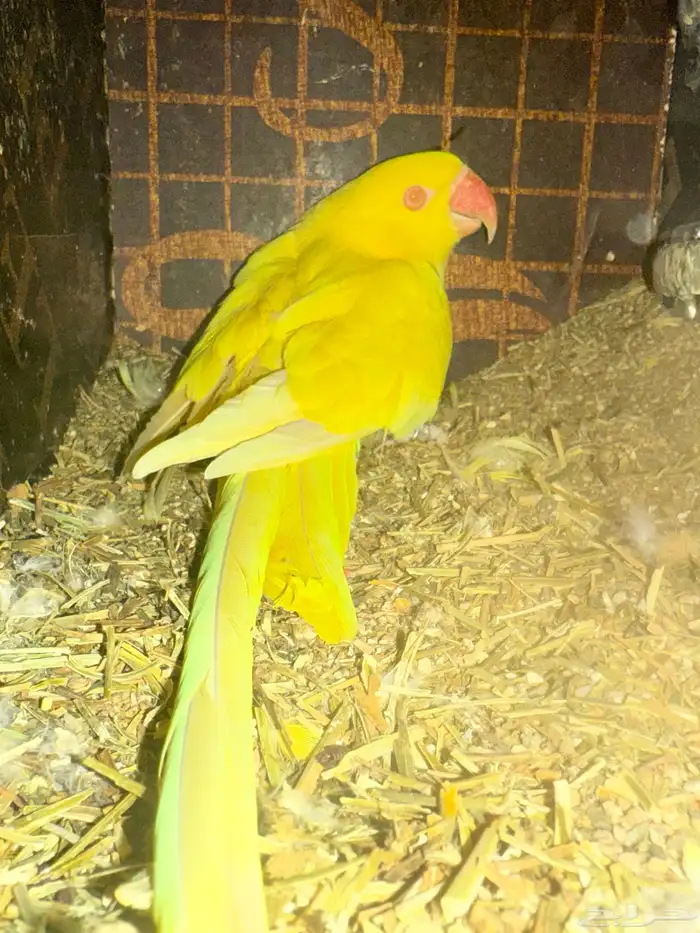 أنثى درة لاتينو منتجة 1