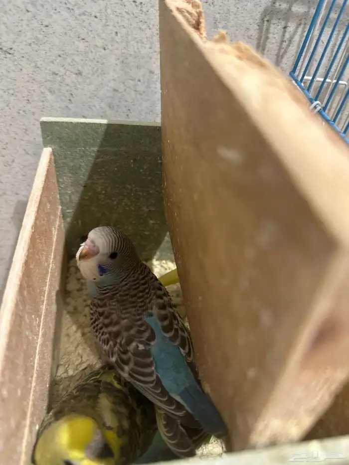 طيور بادجي 6