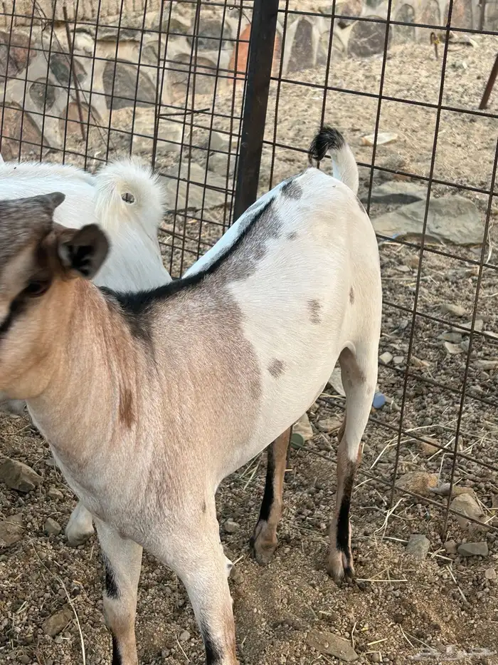 تيوس مرابي 4 شهور 3