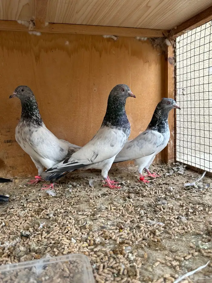 حمام باكستاني 19