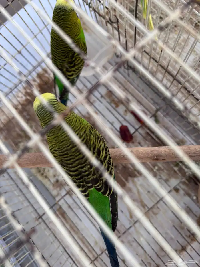 أجواز بادجي هولندي((( بفروخها ))) 6