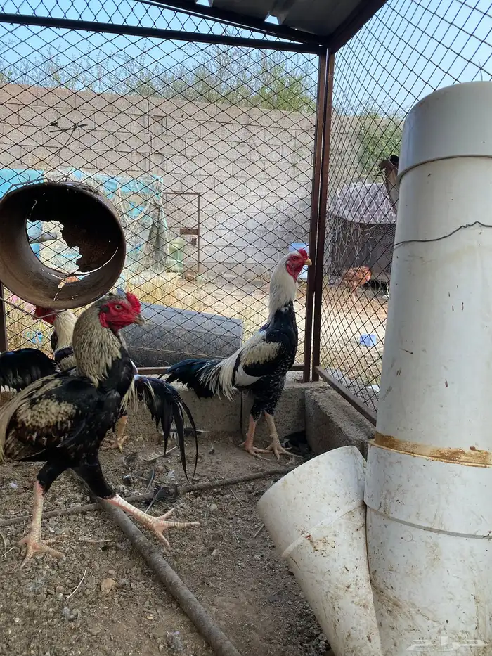 دجاج باكستاني 4