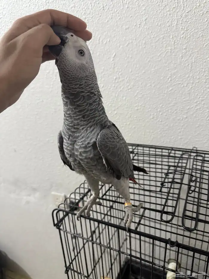 فرخ كاكسو اليف وهدد 2