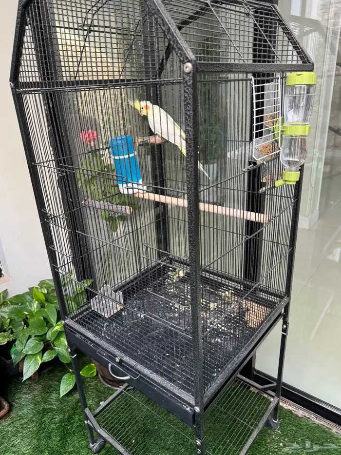 ببغاء كروان 2