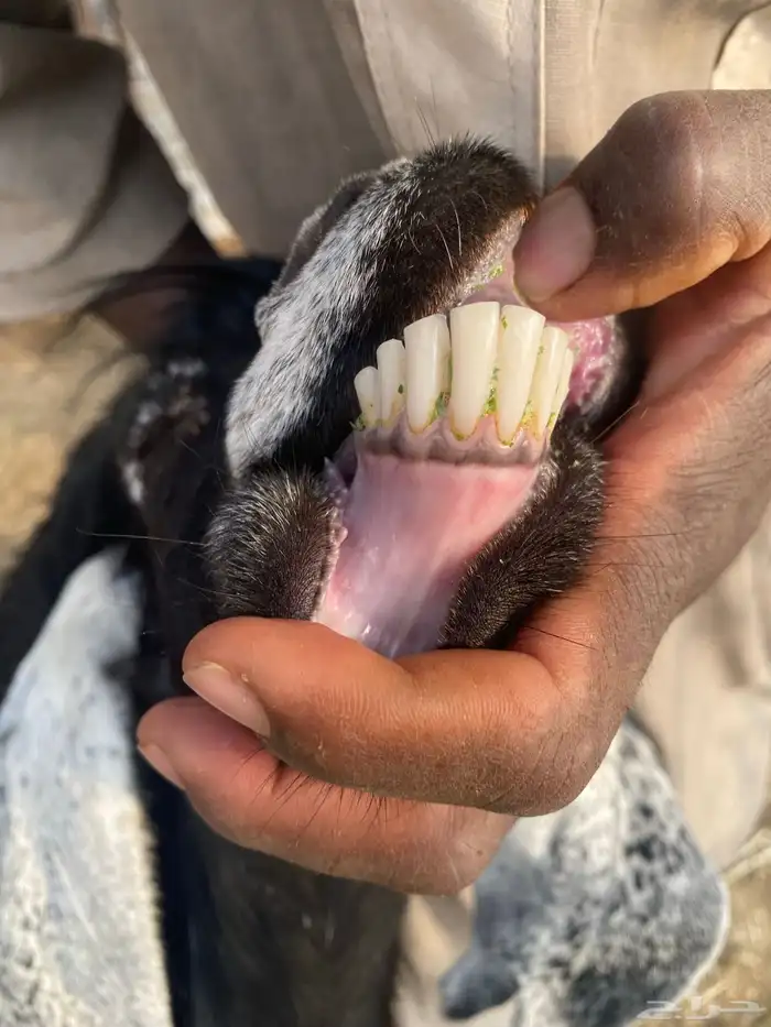 عنز للبيع مضرع 0