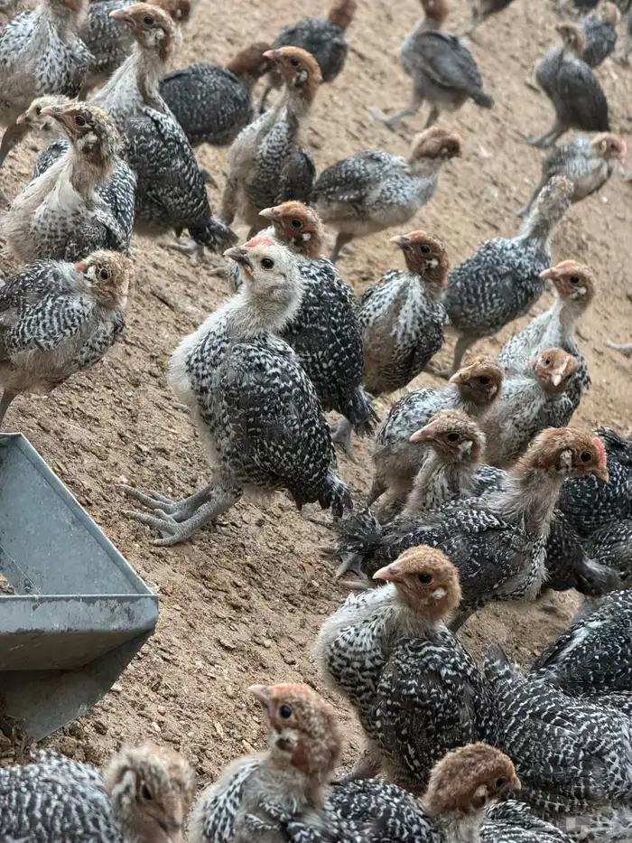 صوص دجاج فيومي دم صافي 5