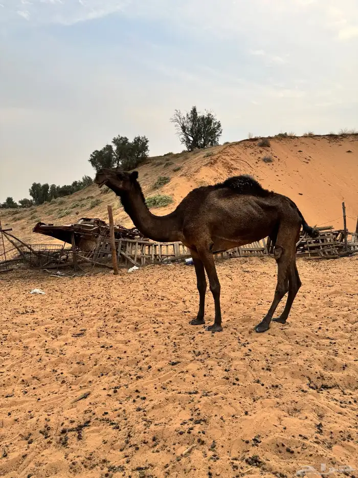 ناقه وبعير 1