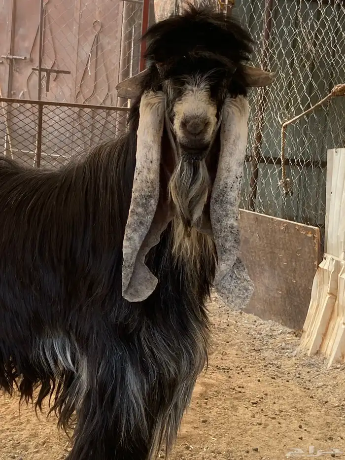 تيس صنف مشروع فحل 7