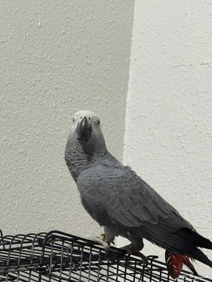 فرخ كاكسو اليف وهدد 3