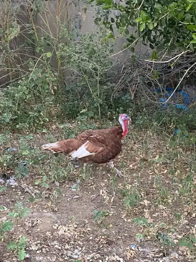 دجاج رومي index